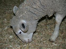 sheep.
